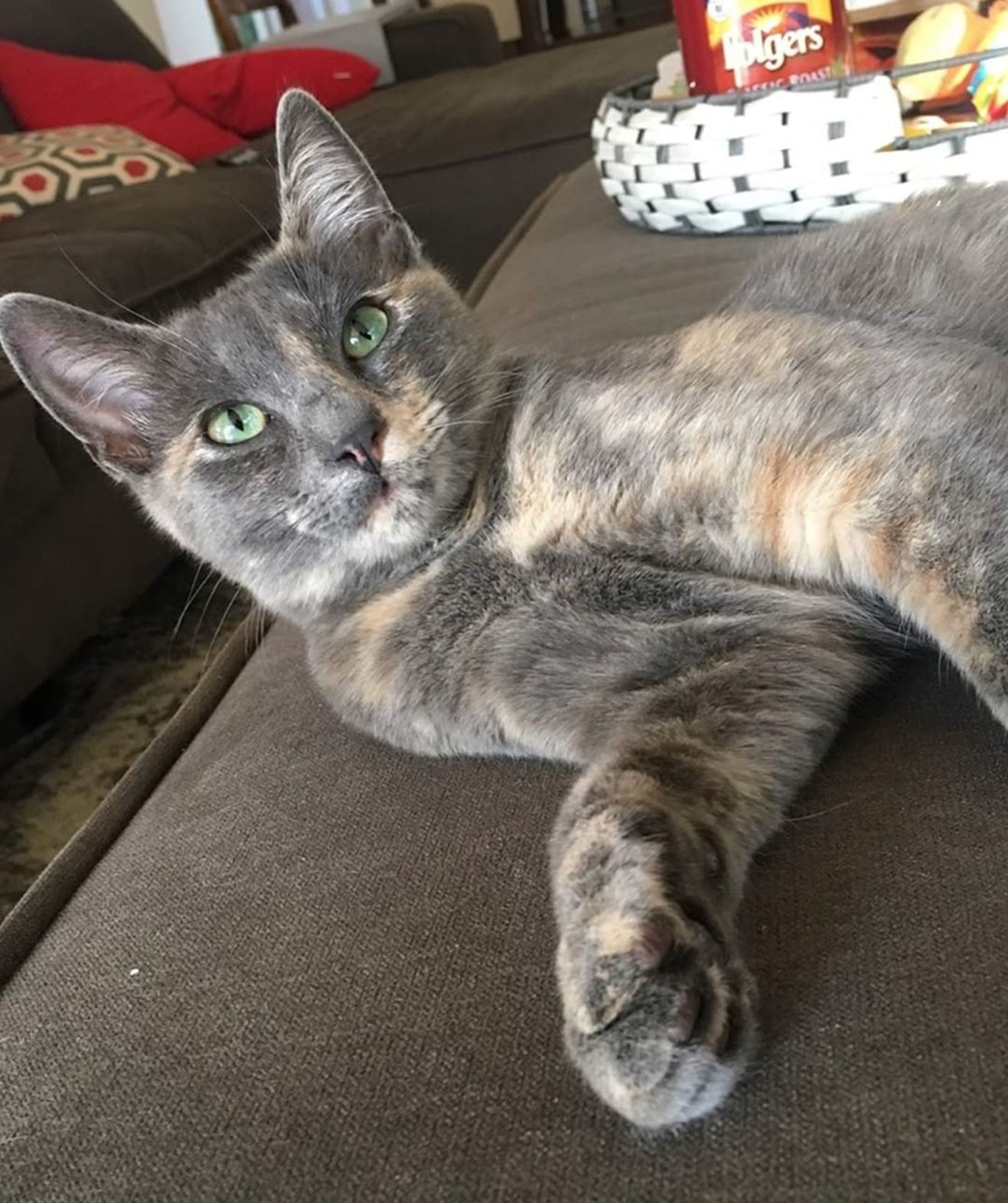 Adopt a Pet | Lydia